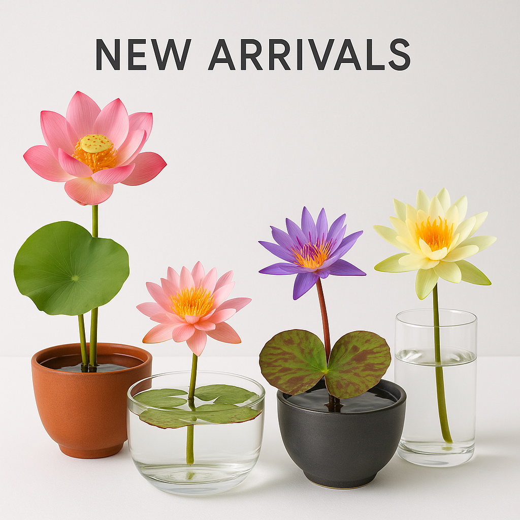 New Arrivals